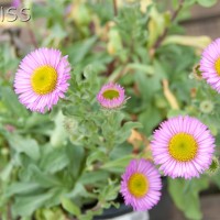 Fleabane
